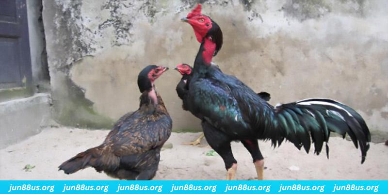 32 win casino hồ tràm có cho người việt vào không